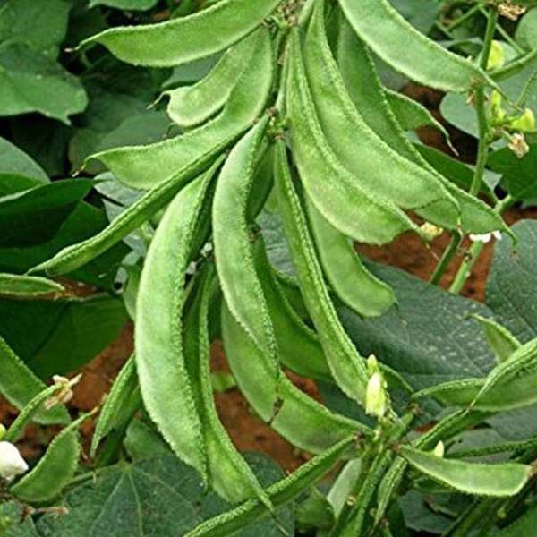 Sem Phali / Hyacinth Bean Vegetable Seeds for Home Garden & Terrace | Nutritious Bean Plants | E
